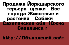 Продажа Йоркширского терьера, щенки - Все города Животные и растения » Собаки   . Сахалинская обл.,Южно-Сахалинск г.